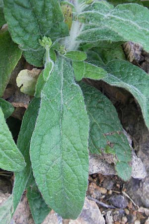 Digitalis minor \ Mallorca-Fingerhut / Mallorca Foxgloves, Mallorca/Majorca Torrent de Pareis 27.4.2011