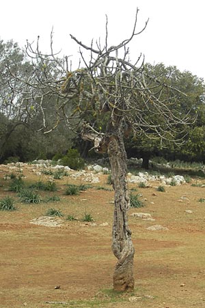 Ficus carica \ Feigenbaum / Fig, Mallorca/Majorca Esporles 12.4.2012