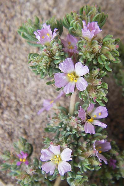 Frankenia pulverulenta \ Seeheide / European Sea Heath, Mallorca/Majorca Ca'n Picafort 30.4.2011