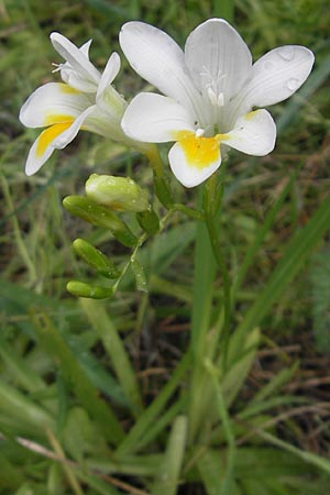 Freesia refracta, Freesia