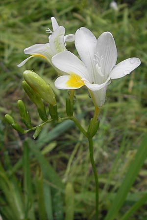Freesia refracta \ Freesie / Freesia, Mallorca/Majorca Port de Andratx 3.4.2012