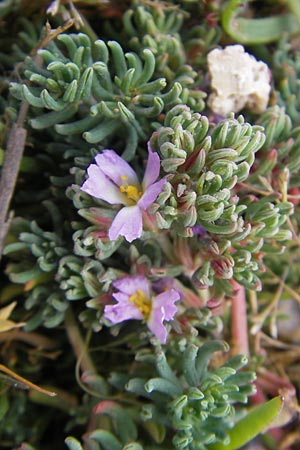 Frankenia laevis \ Seeheide / Sea Heath, Mallorca/Majorca Port de Andratx 3.4.2012