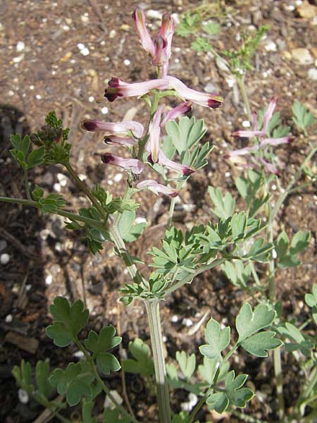 Fumaria sepium \ Zaun-Erdrauch / Coastal Fumitory, Mallorca/Majorca Soller 23.4.2011
