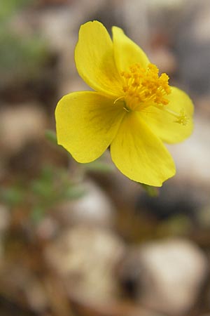 Fumana thymifolia \ Thymianbl&auml;ttriges Nadelr�schen / Thyme-Leaved Sun-Rose, Mallorca/Majorca S'Arenal 25.4.2011
