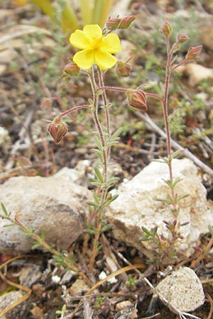 Fumana thymifolia \ Thymianbl&auml;ttriges Nadelr�schen / Thyme-Leaved Sun-Rose, Mallorca/Majorca S'Arenal 25.4.2011