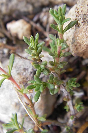 Fumana thymifolia \ Thymianbl&auml;ttriges Nadelr�schen / Thyme-Leaved Sun-Rose, Mallorca/Majorca S'Arenal 25.4.2011