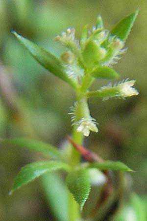 Galium parisiense s.str. \ Pariser Labkraut / Wall Bedstraw, Mallorca/Majorca Torrent de Pareis 27.4.2011