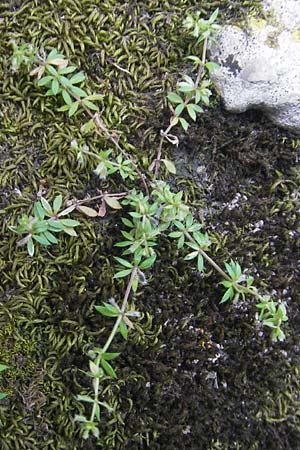 Galium parisiense s.str. \ Pariser Labkraut / Wall Bedstraw, Mallorca/Majorca Torrent de Pareis 27.4.2011