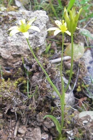 Gagea durieui \ Durieus Gelbstern / Durieu's Star of Bethlehem, Mallorca/Majorca Cala Mondrago 5.4.2012