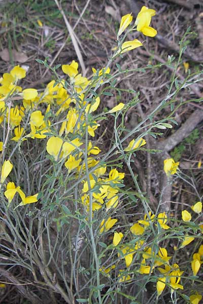 Genista majorica \ Mallorca-Ginster, Mallorca Sa Calobra 27.4.2011