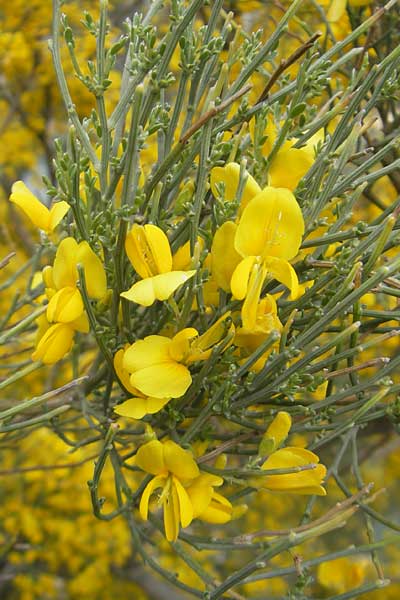 Genista majorica \ Mallorca-Ginster, Mallorca Sa Calobra 27.4.2011