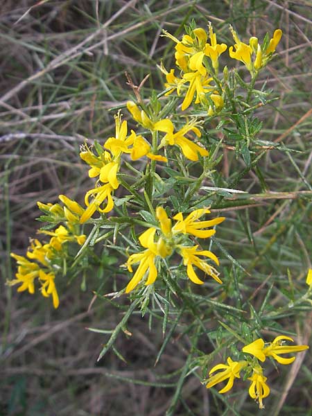 Genista lucida \ Gl�nzender Ginster, Mallorca Cala Mondrago 5.4.2012