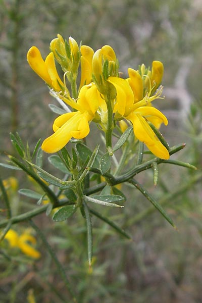 Genista lucida \ Gl�nzender Ginster, Mallorca Cala Mondrago 5.4.2012