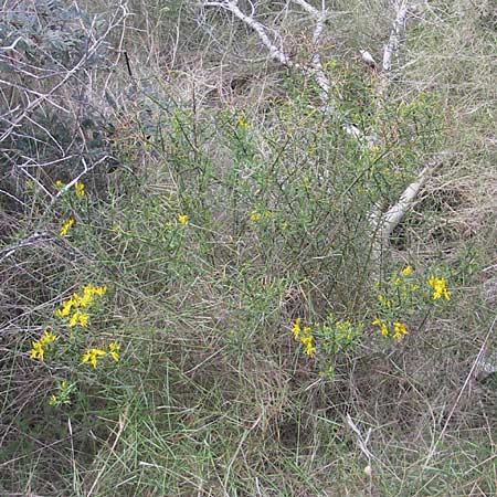 Genista lucida \ Gl�nzender Ginster, Mallorca Cala Mondrago 5.4.2012