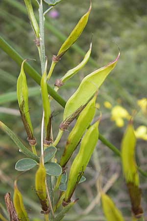 Calicotome spinosa \ Stacheliger Dorn-Ginster, Mallorca Andratx 23.4.2011