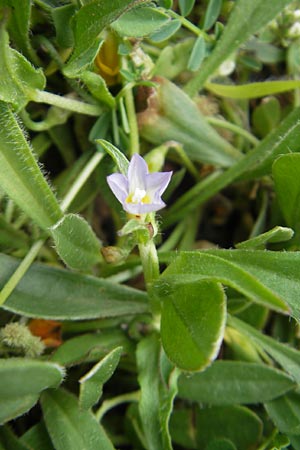 Convolvulus pentapetaloides \ Zweifarbige Winde / Bicolored Bindweed, Mallorca/Majorca Andratx 26.4.2011