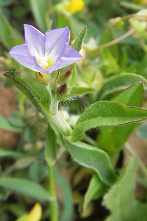 Convolvulus pentapetaloides \ Zweifarbige Winde / Bicolored Bindweed, Mallorca/Majorca Andratx 26.4.2011