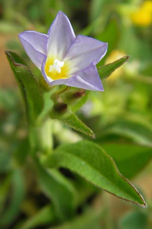 Convolvulus pentapetaloides \ Zweifarbige Winde / Bicolored Bindweed, Mallorca/Majorca Andratx 26.4.2011