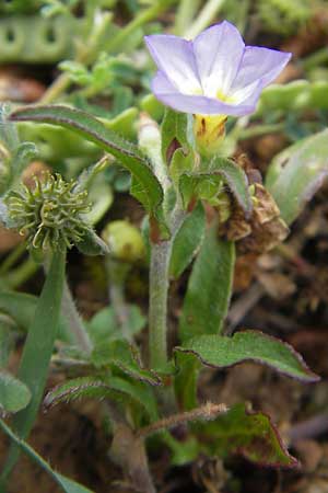 Convolvulus pentapetaloides \ Zweifarbige Winde / Bicolored Bindweed, Mallorca/Majorca Andratx 26.4.2011