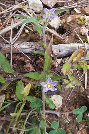 Convolvulus pentapetaloides \ Zweifarbige Winde / Bicolored Bindweed, Mallorca/Majorca Andratx 26.4.2011