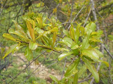 Punica granatum \ Granatapfel / Pomegranate, Mallorca/Majorca Campanet 10.4.2012