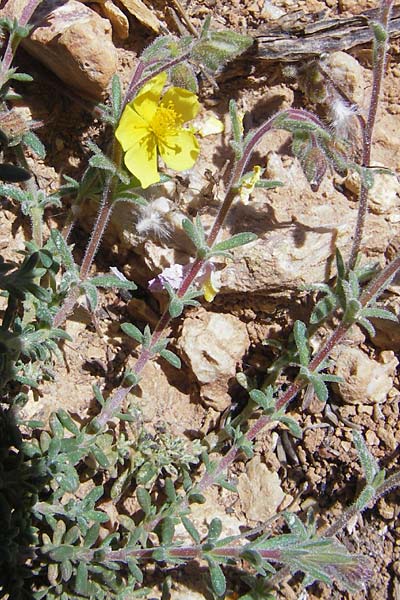 Helianthemum caput-felis ? \ Katzenkopf-Sonnenr�schen, Graubl&auml;ttriges Sonnenr�schen / Cat's Head Rock-Rose, Mallorca/Majorca Port de Andratx 9.4.2012