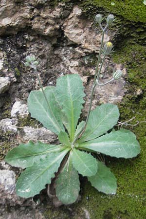 Crepis triasii \ Klippen-Pippau / Crag Hawk's-Beard, Mallorca/Majorca Lluc 24.4.2011