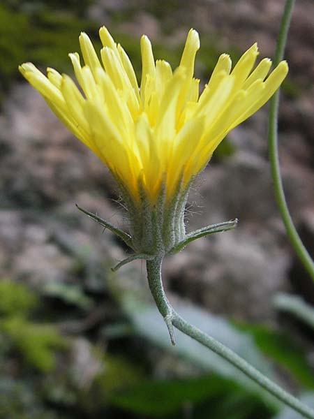 Crepis triasii \ Klippen-Pippau / Crag Hawk's-Beard, Mallorca/Majorca Lluc 24.4.2011