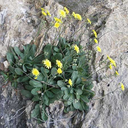 Crepis triasii \ Klippen-Pippau / Crag Hawk's-Beard, Mallorca/Majorca Betlem 28.4.2011