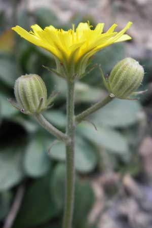 Crepis triasii \ Klippen-Pippau / Crag Hawk's-Beard, Mallorca/Majorca Betlem 28.4.2011