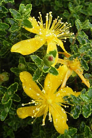 Hypericum balearicum \ Balearen-Johanniskraut / Balearic St. John's-Wort, Mallorca/Majorca Cap Formentor 24.4.2011