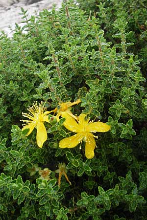 Hypericum balearicum \ Balearen-Johanniskraut / Balearic St. John's-Wort, Mallorca/Majorca Cap Formentor 24.4.2011