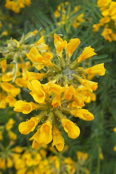 Hippocrepis balearica \ Balearen-Hufeisenklee / Shrubby Horseshoe Vetch, Mallorca/Majorca Soller Botan. Gar.  4.4.2012