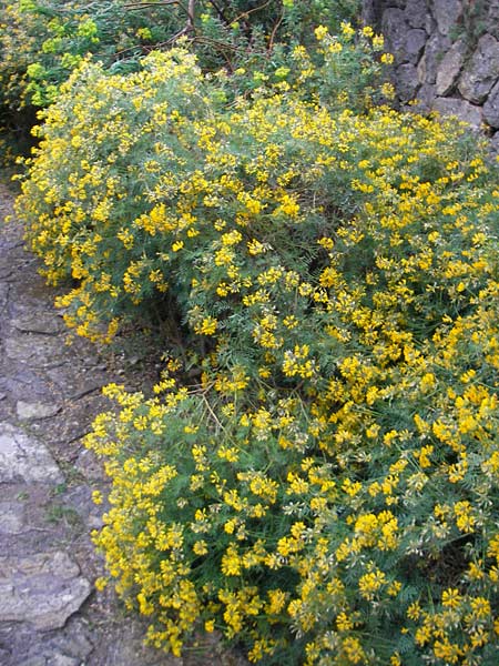 Hippocrepis balearica \ Balearen-Hufeisenklee / Shrubby Horseshoe Vetch, Mallorca/Majorca Soller Botan. Gar.  4.4.2012