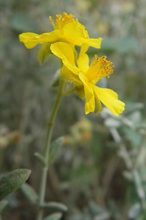 Helianthemum caput-felis \ Katzenkopf-Sonnenr�schen, Graubl&auml;ttriges Sonnenr�schen / Cat's Head Rock-Rose, Mallorca/Majorca Soller Botan. Gar.  23.4.2011