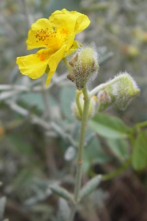 Helianthemum caput-felis \ Katzenkopf-Sonnenr�schen, Graubl&auml;ttriges Sonnenr�schen / Cat's Head Rock-Rose, Mallorca/Majorca Soller Botan. Gar.  23.4.2011