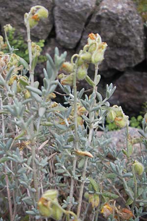 Helianthemum caput-felis \ Katzenkopf-Sonnenr�schen, Graubl&auml;ttriges Sonnenr�schen / Cat's Head Rock-Rose, Mallorca/Majorca Soller Botan. Gar.  23.4.2011