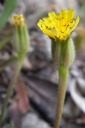 Hedypnois rhagadioloides \ Rhrchenkraut / Cretan Weed, Mallorca/Majorca Lluc 24.4.2011
