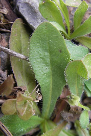 Hedypnois rhagadioloides \ Rhrchenkraut / Cretan Weed, Mallorca/Majorca Lluc 24.4.2011