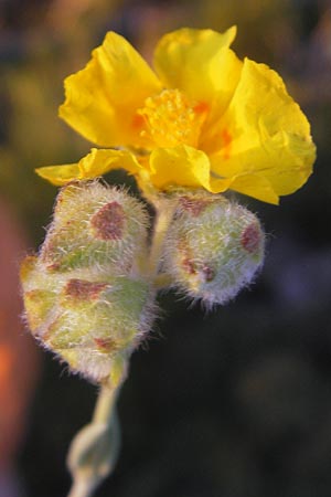 Helianthemum caput-felis \ Katzenkopf-Sonnenr�schen, Graubl&auml;ttriges Sonnenr�schen / Cat's Head Rock-Rose, Mallorca/Majorca Tolleric 8.4.2012