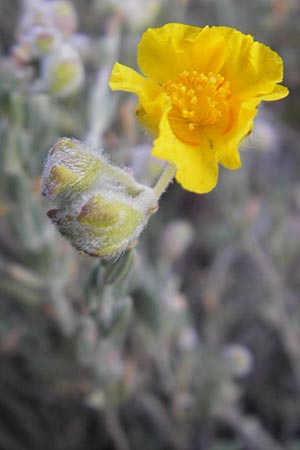 Helianthemum caput-felis \ Katzenkopf-Sonnenr�schen, Graubl&auml;ttriges Sonnenr�schen / Cat's Head Rock-Rose, Mallorca/Majorca Tolleric 8.4.2012