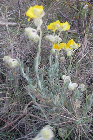 Helianthemum caput-felis \ Katzenkopf-Sonnenr�schen, Graubl&auml;ttriges Sonnenr�schen / Cat's Head Rock-Rose, Mallorca/Majorca Tolleric 8.4.2012