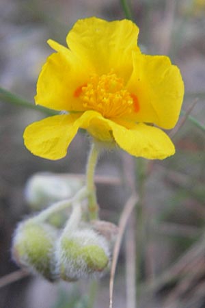 Helianthemum caput-felis \ Katzenkopf-Sonnenr�schen, Graubl&auml;ttriges Sonnenr�schen / Cat's Head Rock-Rose, Mallorca/Majorca Tolleric 8.4.2012
