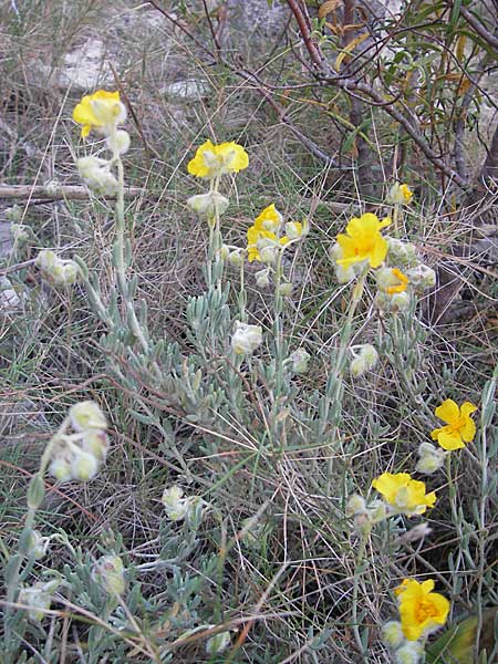 Helianthemum caput-felis \ Katzenkopf-Sonnenr�schen, Graubl&auml;ttriges Sonnenr�schen / Cat's Head Rock-Rose, Mallorca/Majorca Tolleric 8.4.2012