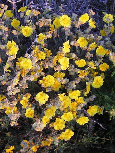 Helianthemum caput-felis \ Katzenkopf-Sonnenr�schen, Graubl&auml;ttriges Sonnenr�schen / Cat's Head Rock-Rose, Mallorca/Majorca Tolleric 8.4.2012