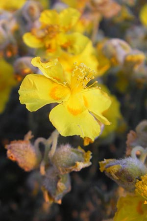 Helianthemum caput-felis \ Katzenkopf-Sonnenr�schen, Graubl&auml;ttriges Sonnenr�schen / Cat's Head Rock-Rose, Mallorca/Majorca Tolleric 8.4.2012