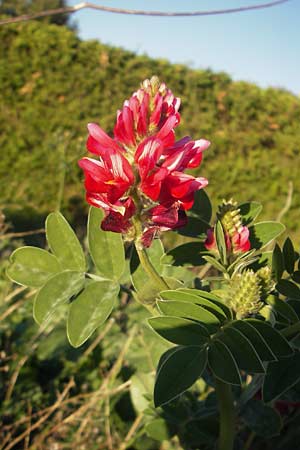 Hedysarum coronarium \ Kronen-S��klee, Mallorca Pollensa 11.4.2012
