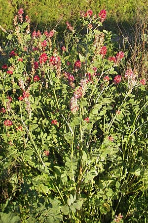 Hedysarum coronarium \ Kronen-S��klee, Mallorca Pollensa 11.4.2012