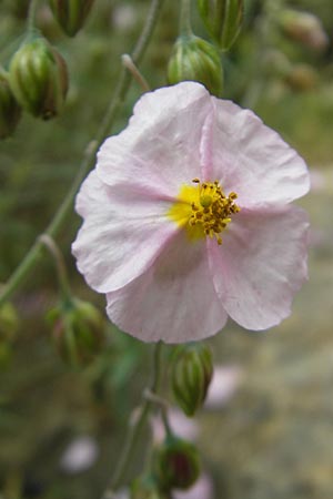 Helianthemum scopulicolum \ Mallorquinisches Sonnenr�schen / Mallorca Rock-Rose, Mallorca/Majorca Soller Botan. Gar.  23.4.2011