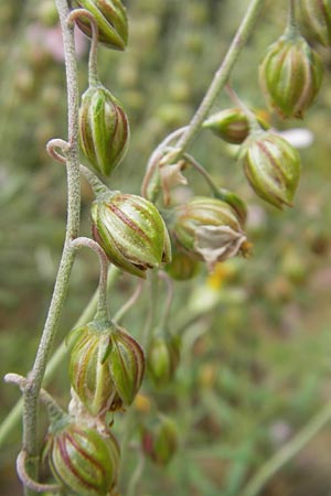 Helianthemum scopulicolum \ Mallorquinisches Sonnenr�schen / Mallorca Rock-Rose, Mallorca/Majorca Soller Botan. Gar.  23.4.2011